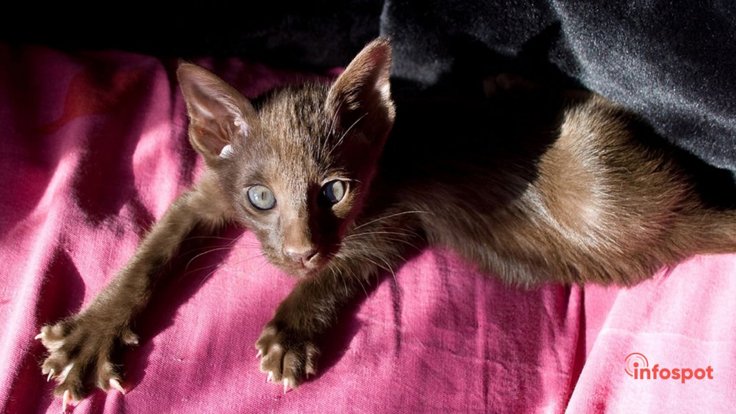 Фотография котёнка породы Гавана браун