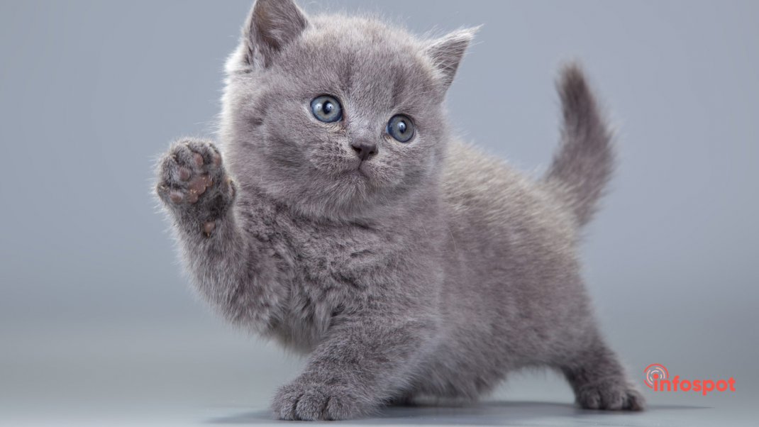 Фотография - Британская короткошерстная кошка (котёнок)