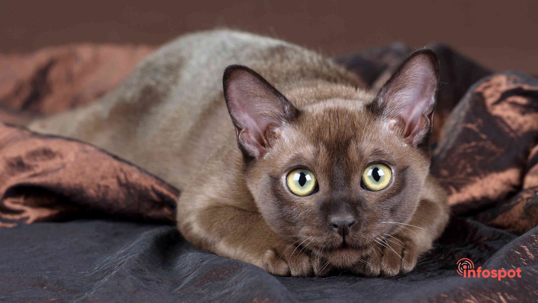 Бурманская кошка (бурманка)