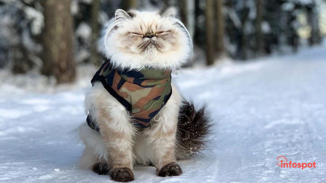 Фотография - Гималайская кошка гуляет