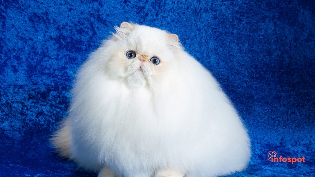 Фотография - большой белый шар (гималайская кошка)