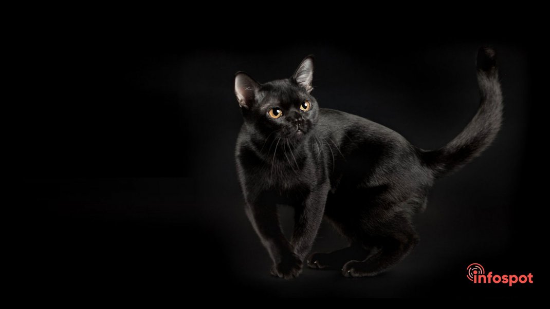 Фотография - история породы бомбейская кошка