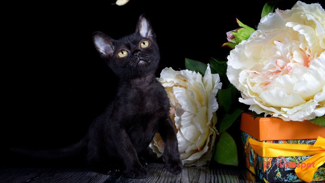 Фотография - бомбейская кошка и цветы