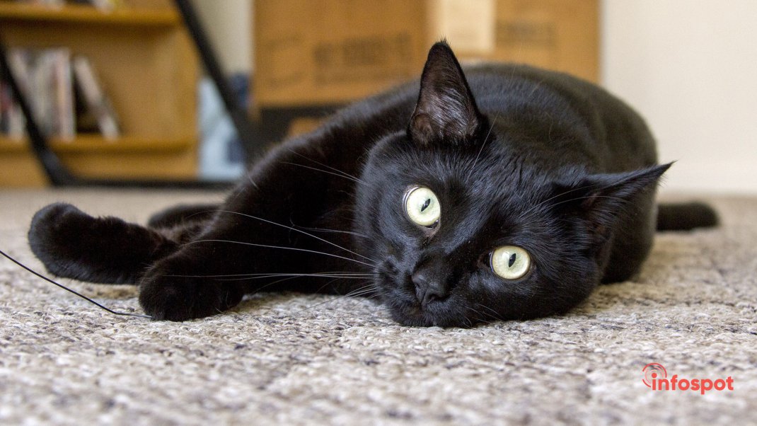 Фотография №6 - бомбейская кошка: лежит