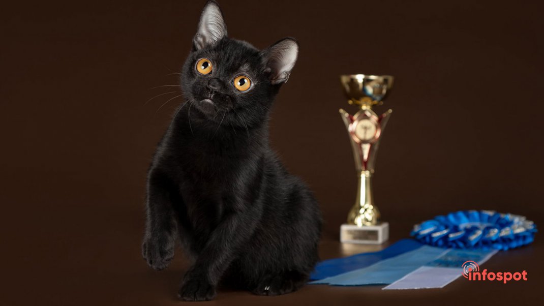 Фотография - медалист (бомбейская кот)