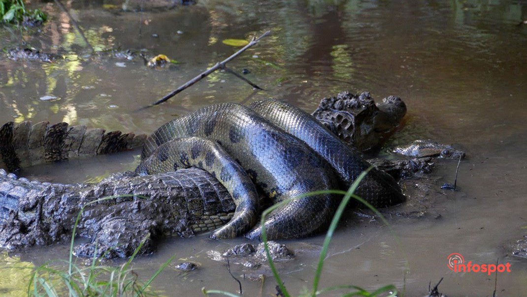Фотография: Амазонка, анаконда душит крокодила