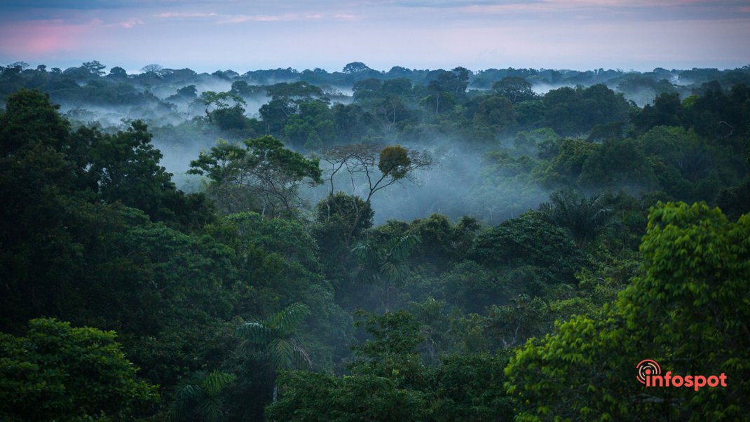 Фотография - Тропические леса Амазонки, Южная Америка