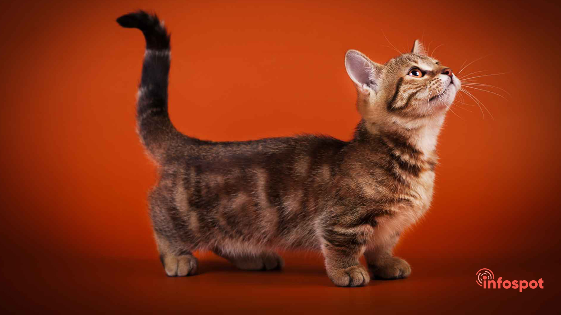 Порода кошек 7. Манчкин кот. Коты породы Манчкин. Круглоухий кот- Манчкин. Коротколапые кошки порода Манчкин.