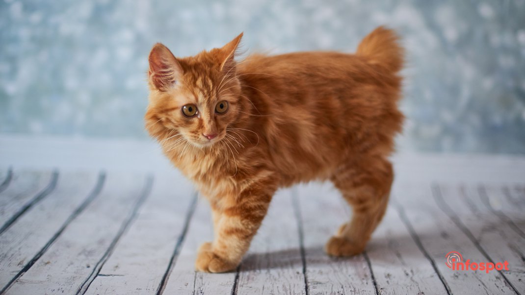 Фотография: Американский бобтейл котёнок рыжий