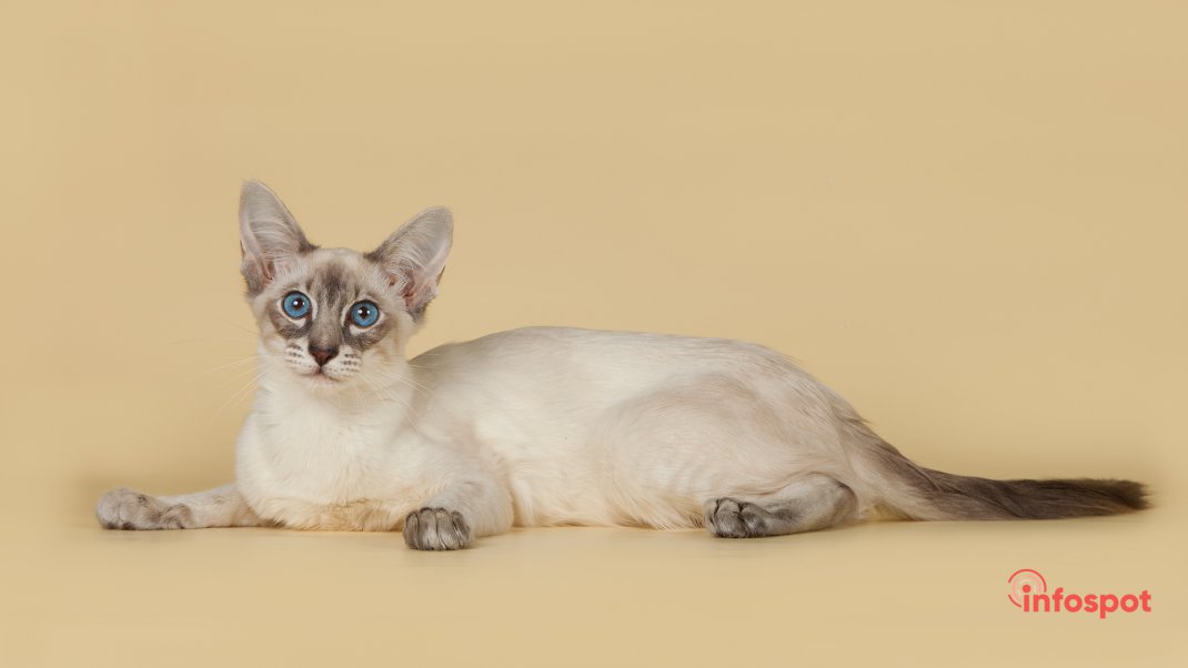 Фотография: стандарты внешности Балинезийской кошки