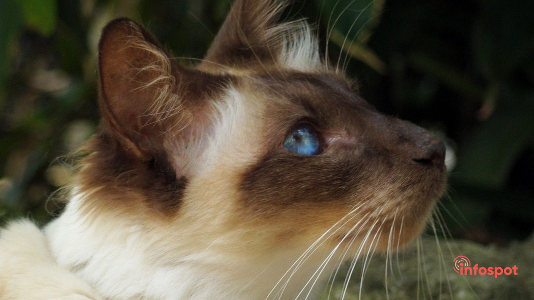 Фотография: Балинезийская кошка крупным планом