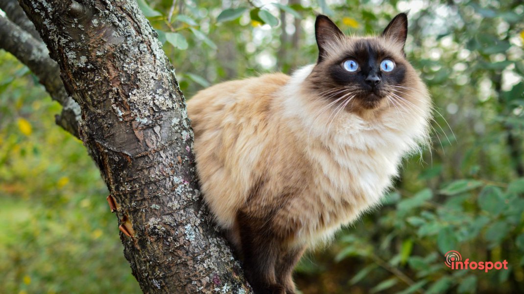 Фотография: Балинезийская кошка на дереве