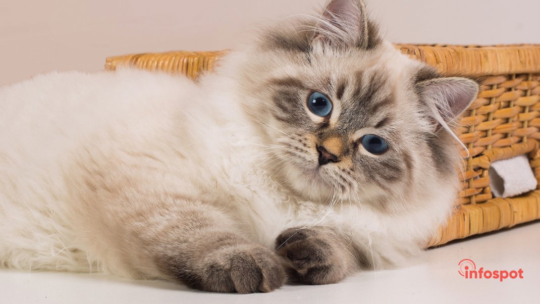 Фотография: история происхождения породы Невская маскарадная кошка