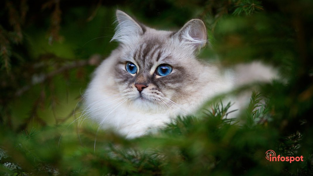Фотография: Невская маскарадная кошка гуляет