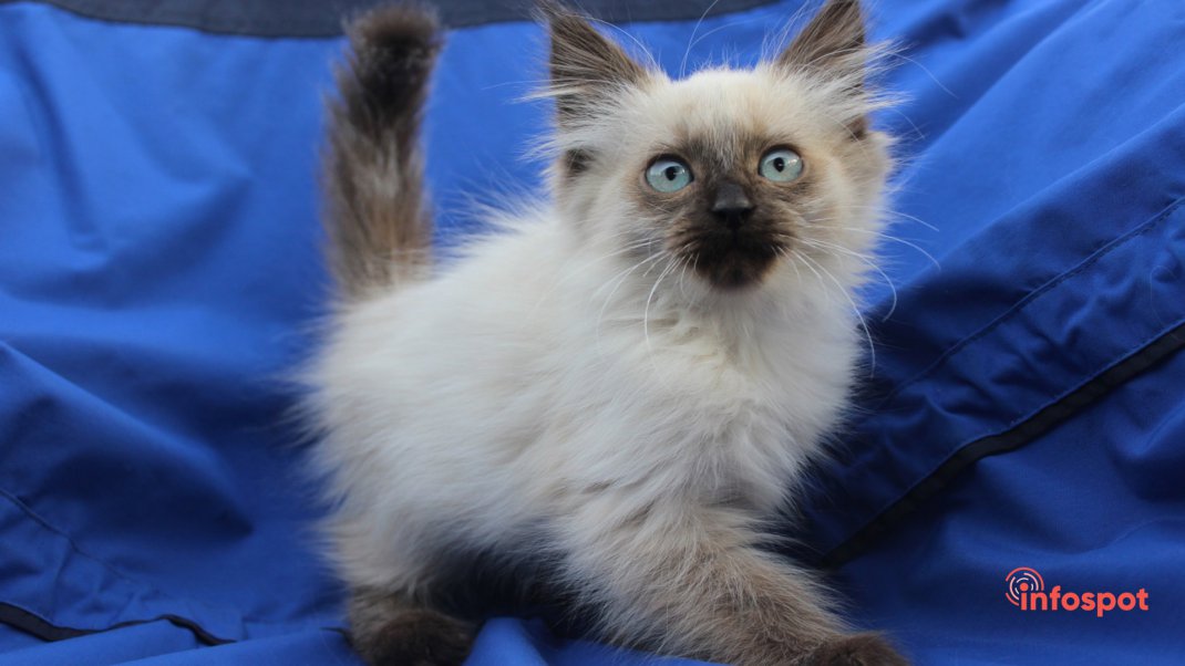 Фотография: как выбрать котенка Невской маскарадной кошки