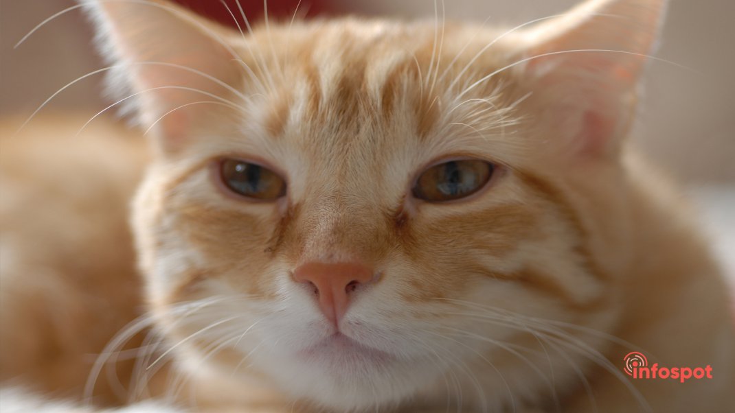 Фотография: характер Европейской короткошерстной кошки