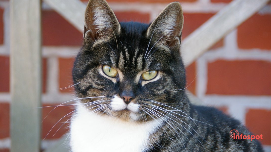 Фотография: смешанный окрас Стандарты внешности Европейской короткошерстной кошки