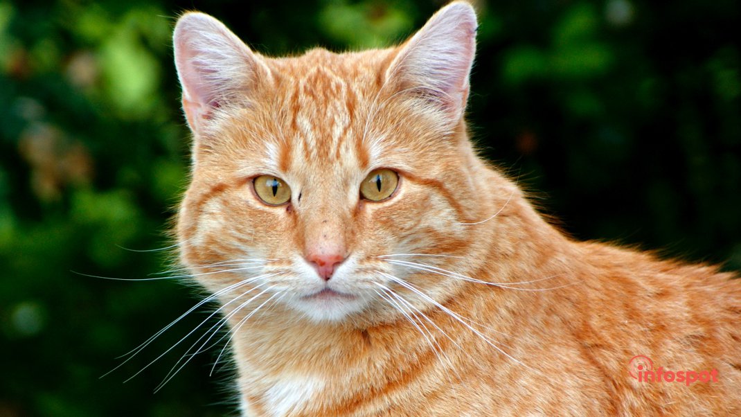 Фотография: Стандарты внешности Европейской короткошерстной кошки