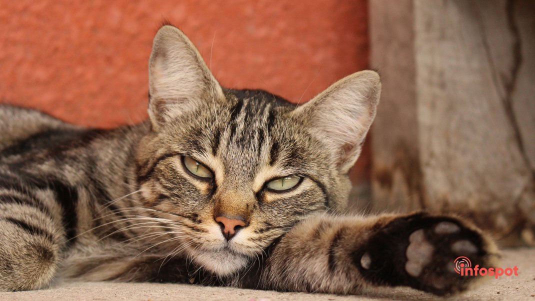 Фотография: здоровье у Европейской короткошерстной кошки