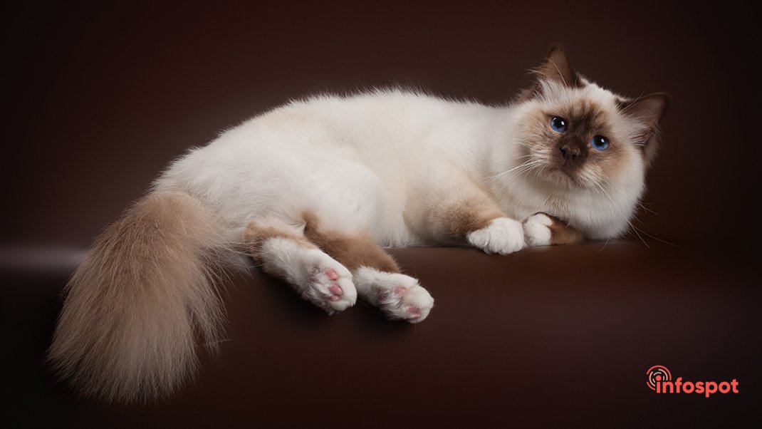 Фотография: кремовая Бирманская кошка