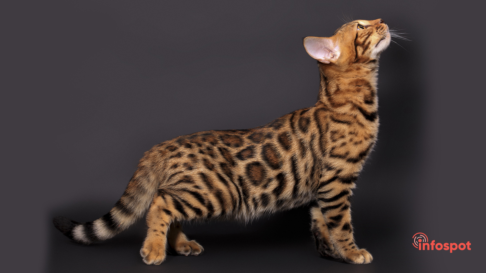 Леопардовая кошка порода Бенгальская