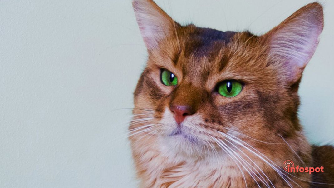 Фотография - Сомалийская кошка с яркими зеленными глазами