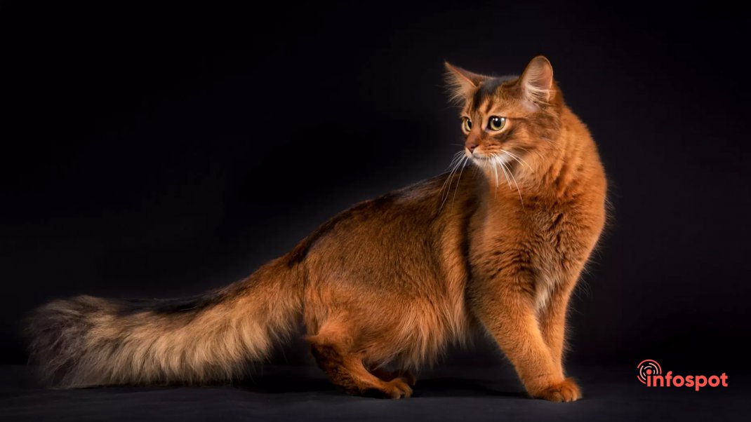 Фотография - стандарты внешности Cомалийских кошек