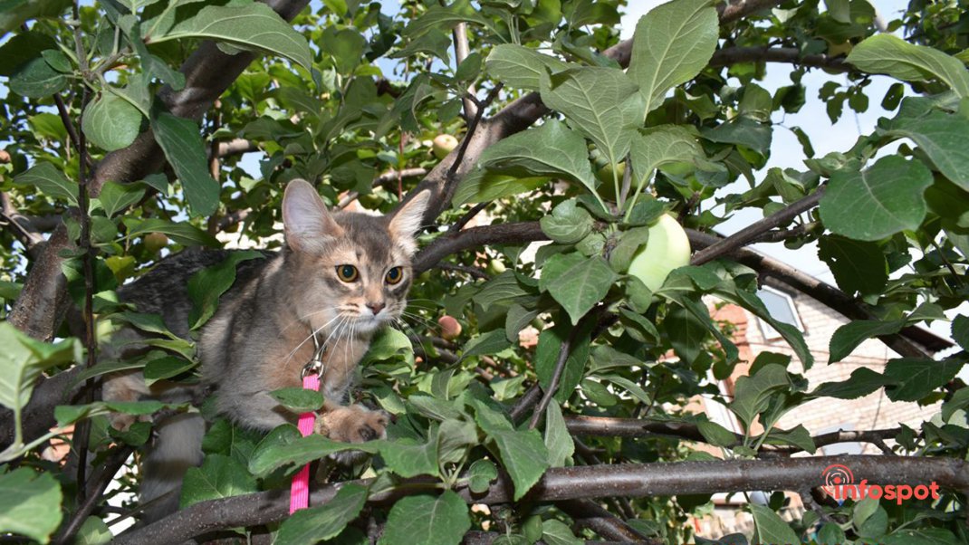Фотография - Сомалийская кошка сидит на дереве