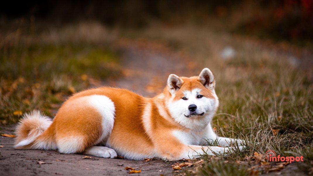 Фотография: рост лежа собаки Акита-ину