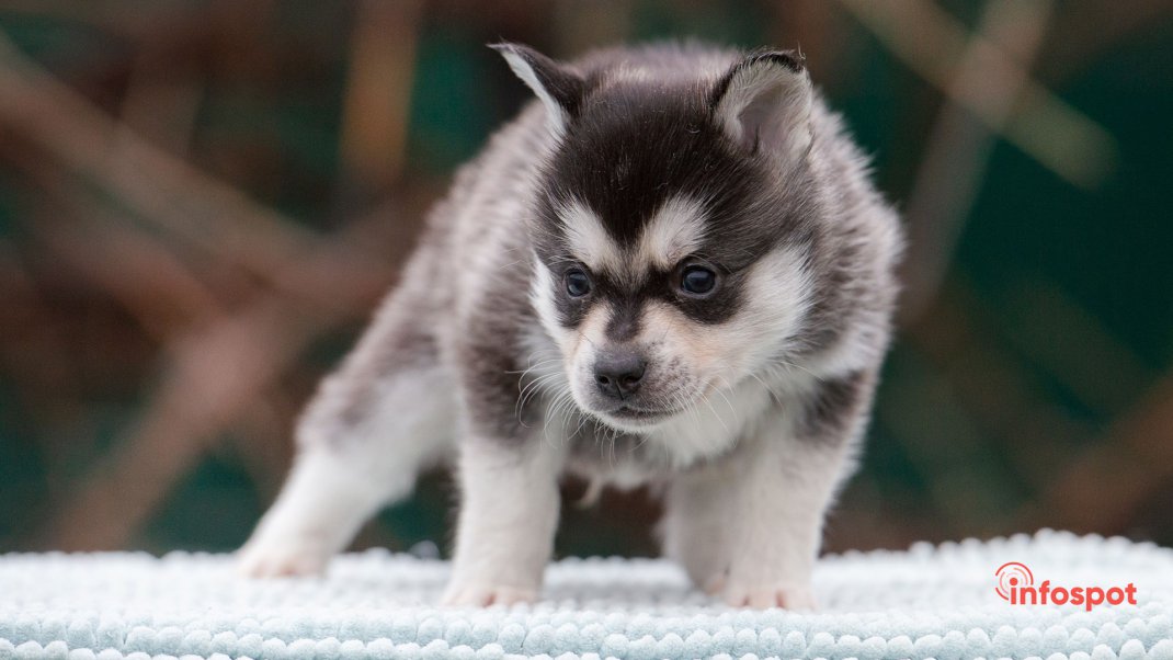 Фотография: как выбрать щенка Аляскинский кли-кай