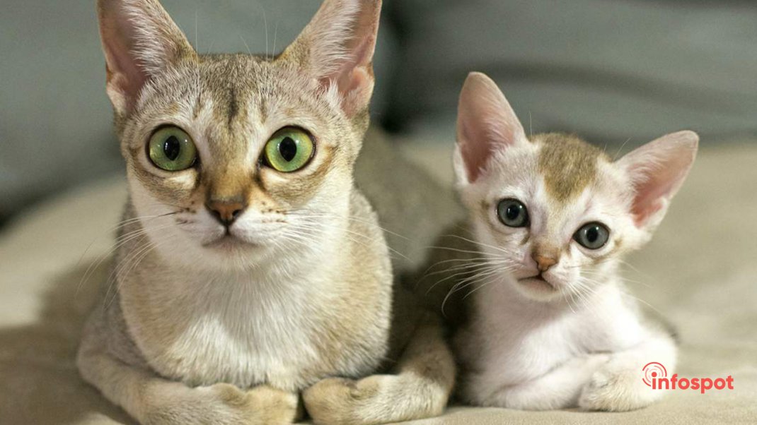 Фотография: Сингапурская кошка и её котёнок