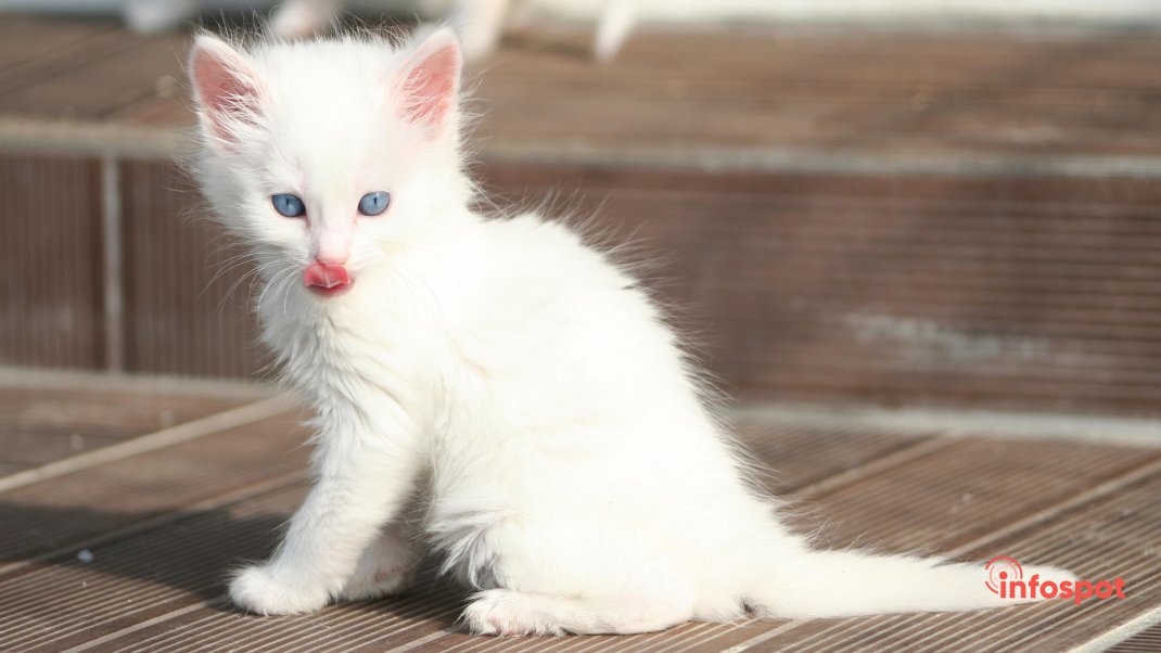 Фотография: Турецкая ангора котёнок с голубыми глазами