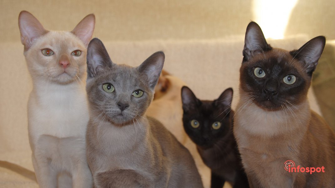 Фотография: Тонкинская кошка разные окрасы на одном фото