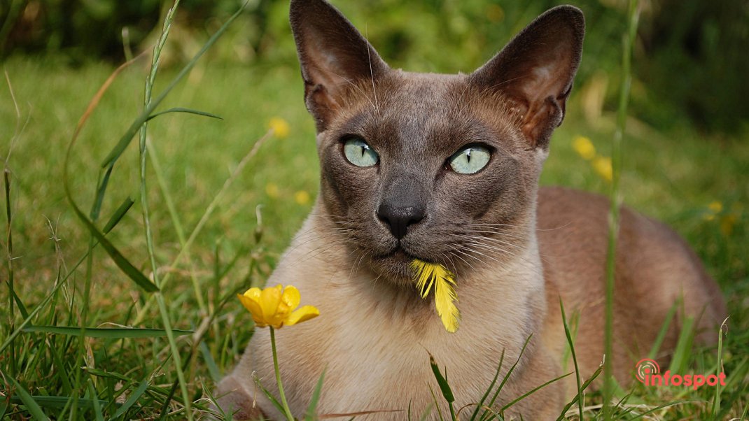 Фотография: Стандарты внешности породы Тонкинской кошеки