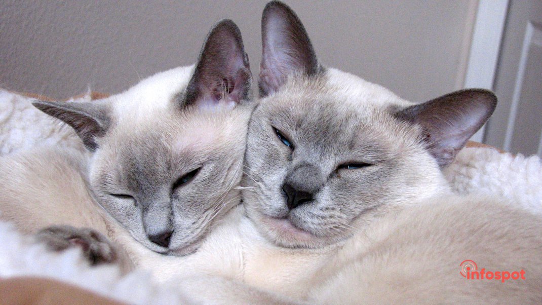 Фотография: Тонкинские кошки лежат обнимаются