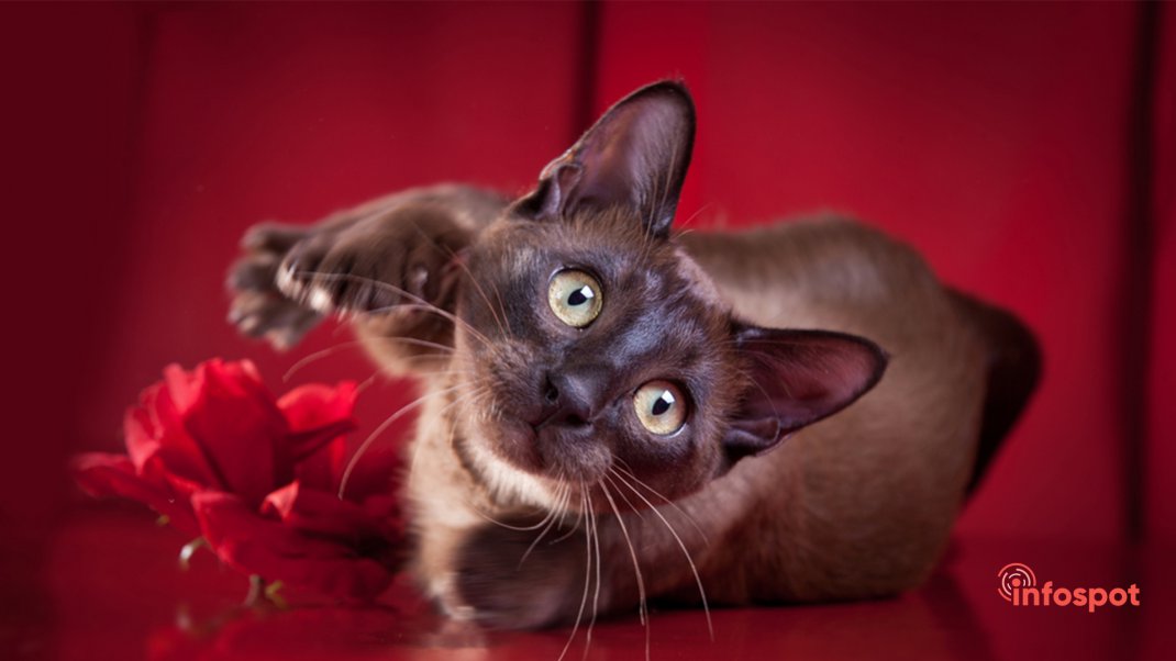 Фотография: Тонкинская кошка - уход