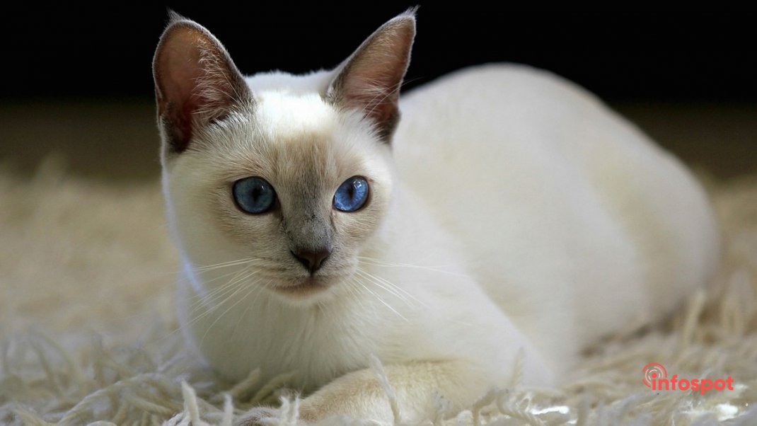 Фотография: белая Тайская кошка
