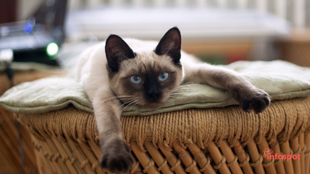 Фотография: стандарты внешности Тайских кошек