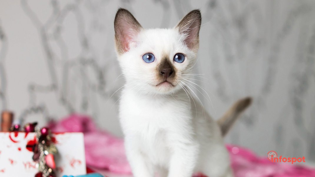 Фотография: Тайский котёнок с голубыми глазами
