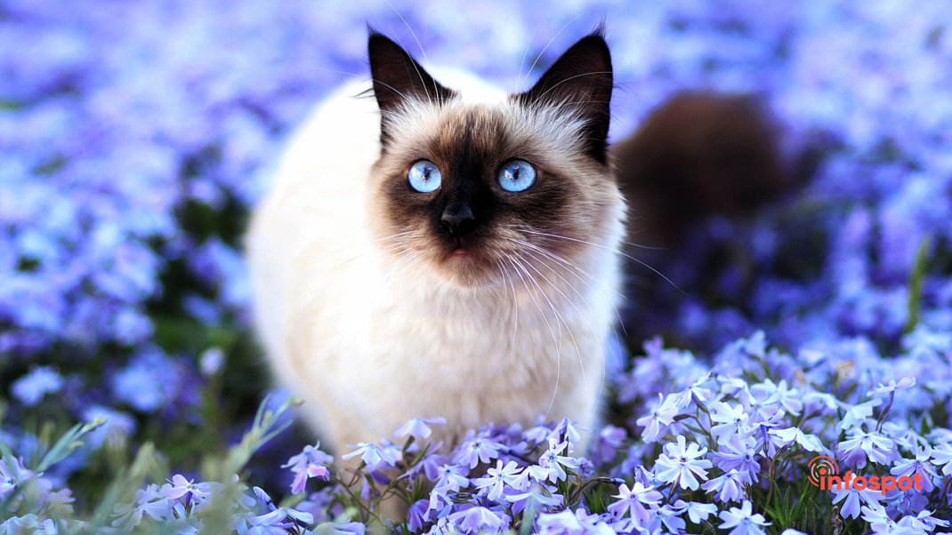 Фотография: Сиамская кошка в цветах