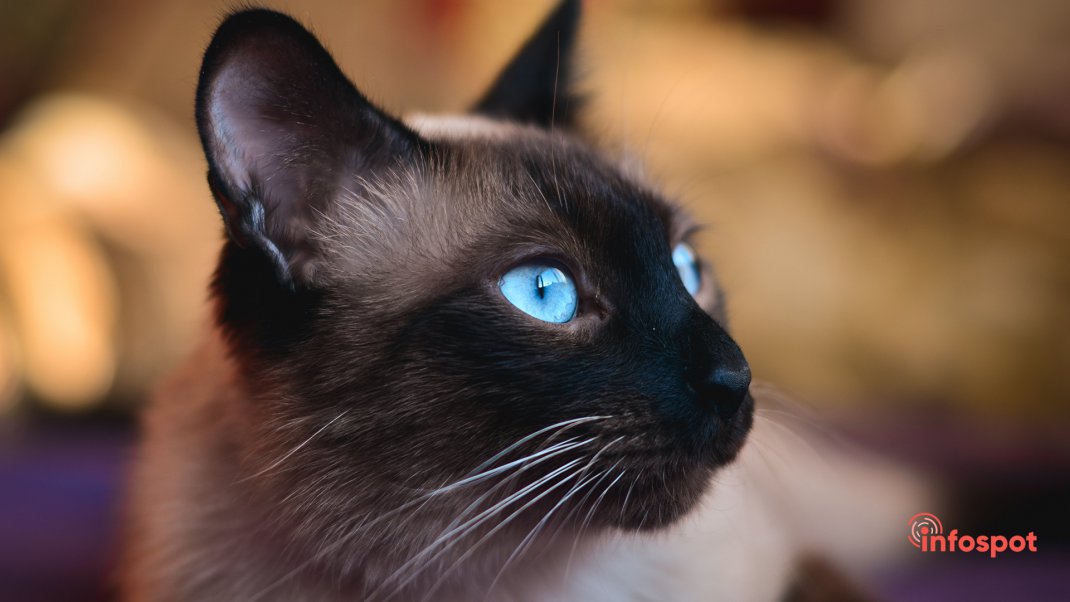 Фотография: Сиамская кошка с голубыми глазами
