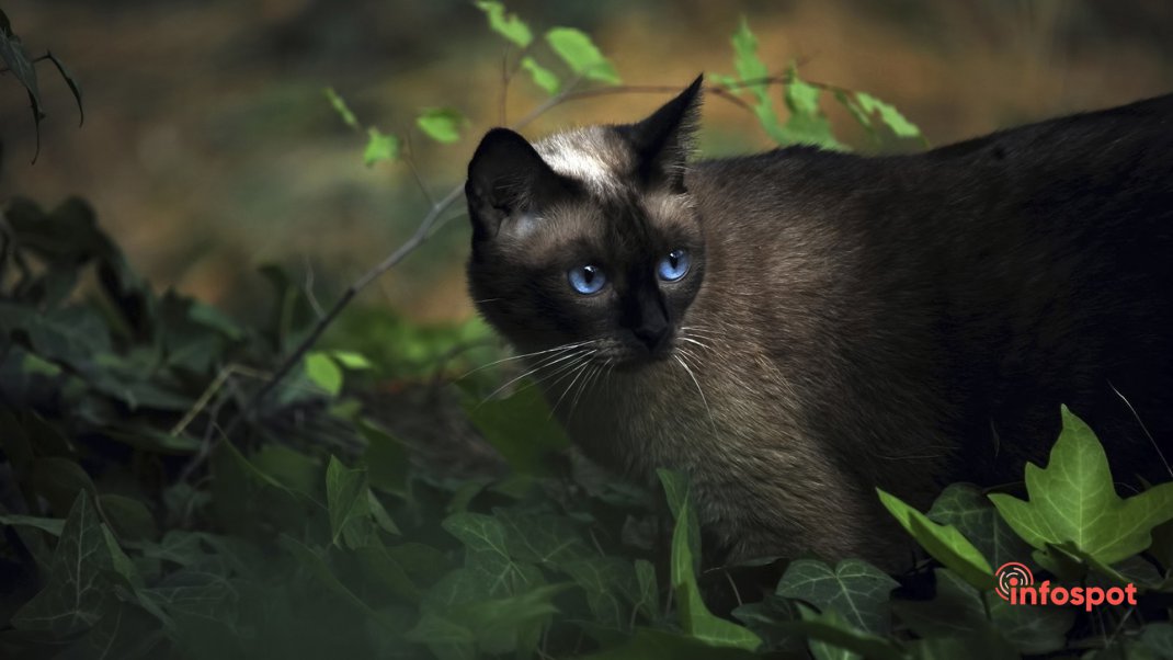 Фотография: стандарты внешности Сиамской кошки