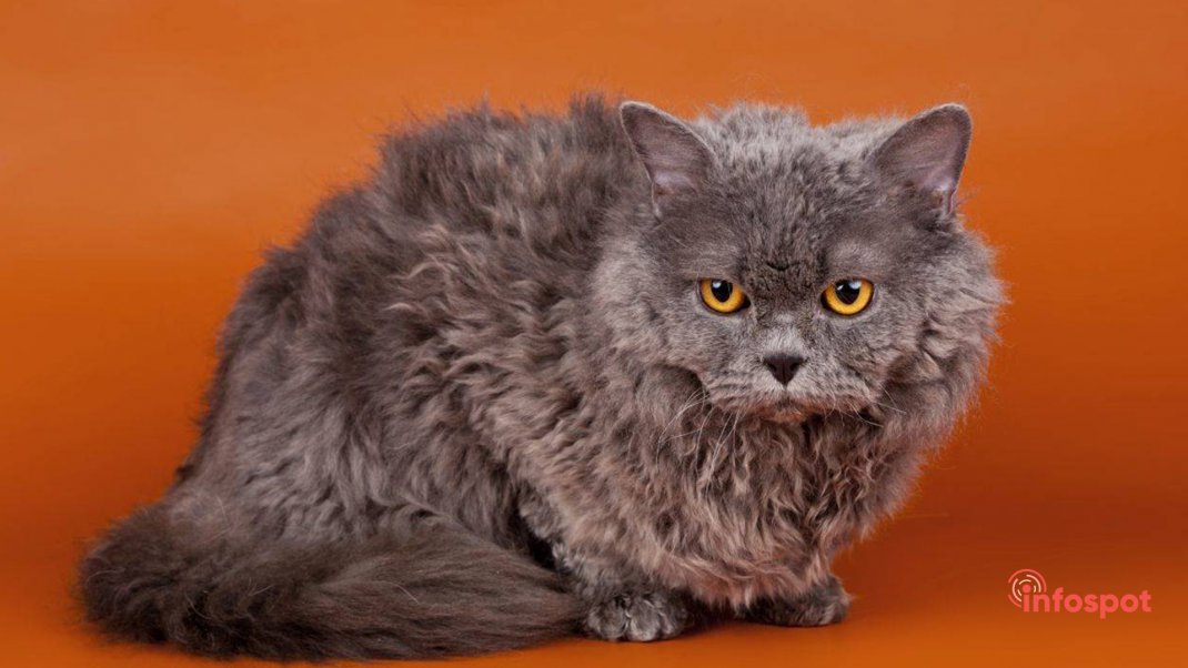 Фотография: серый кот породы Селкирк-рекс