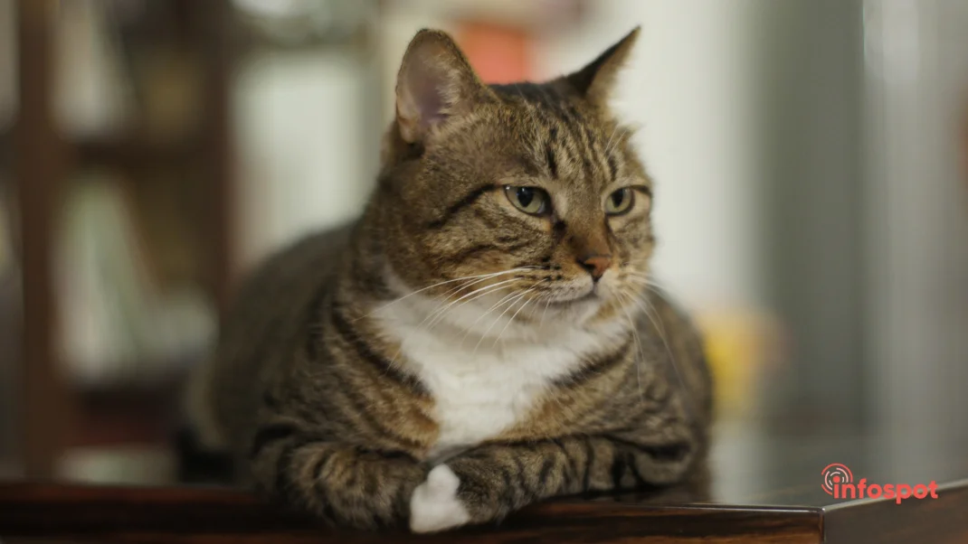 Фотография №9 - Американская короткошерстная кошка