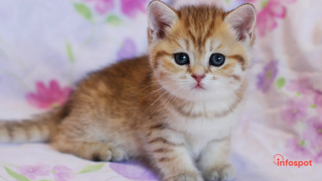 Фотография - рыжая Американская короткошерстная кошка