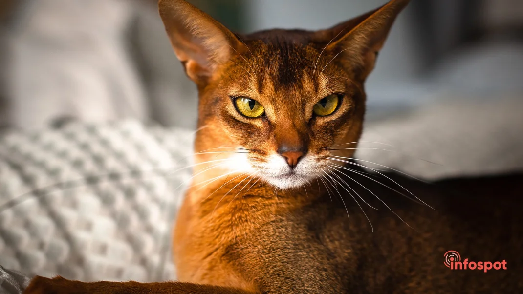 Фотография - история возникновения породы Абиссинской кошки