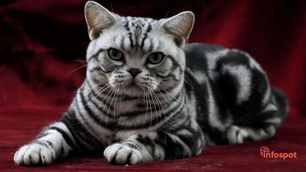 Фотография: история возникновения породы Американской короткошёрстной кошки