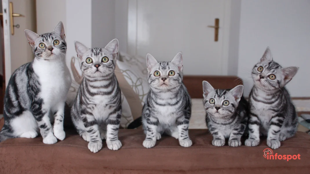 Фотография - котята Американской короткошёрстной кошки