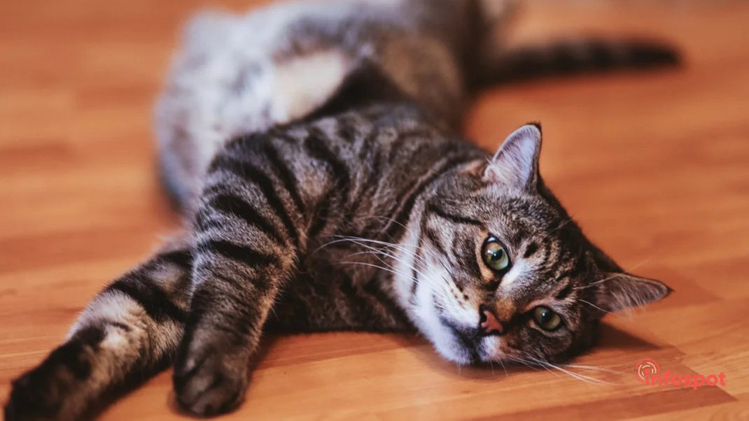 Фотография - Американская короткошерстная кошка лежит на полу