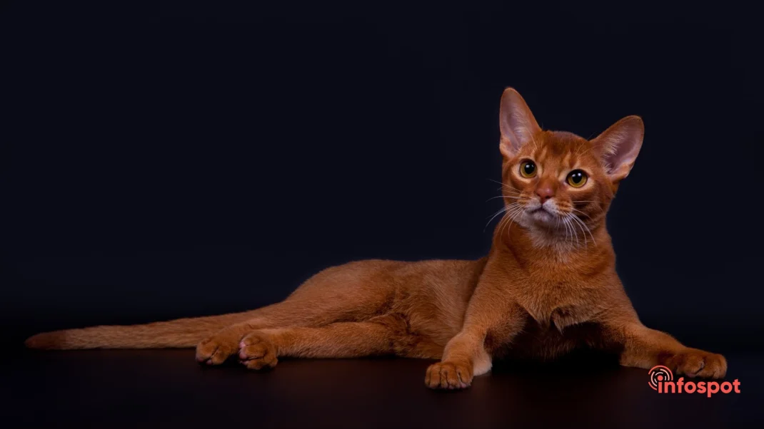 Фотография: особенности характера Абиссинских кошек